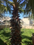 The palm tree with shells and other things that were shot by the IDF.