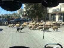 Sheep crossing the road near Ramallah.